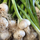 garlic bulbs